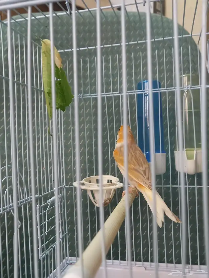 ذكر كناري ستانيت سوري تغريد 0