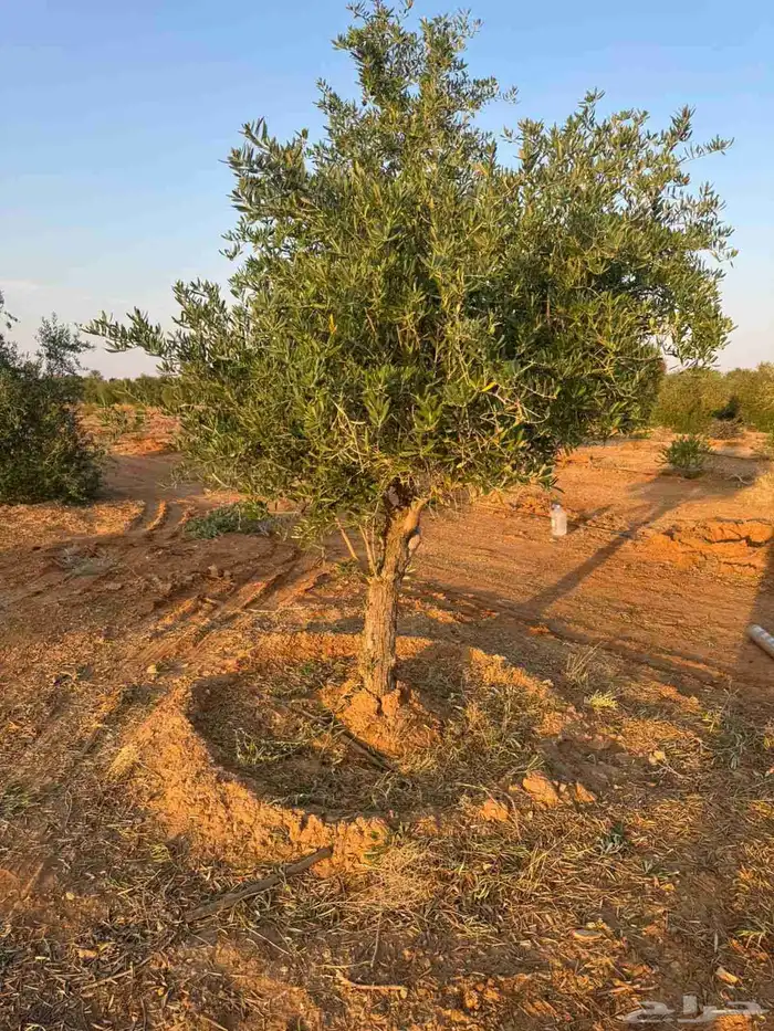 يوجد لدينا زيتون سحب حجم طلب ازبون 1