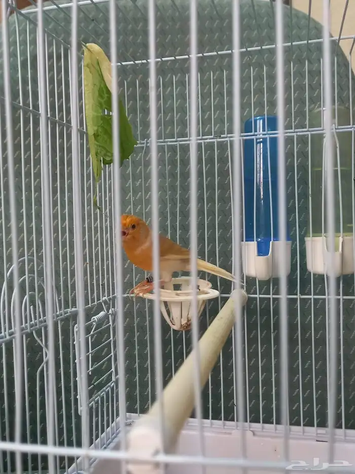 ذكر كناري ستانيت سوري تغريد 5