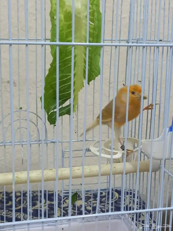 ذكر كناري ستانيت سوري تغريد 1