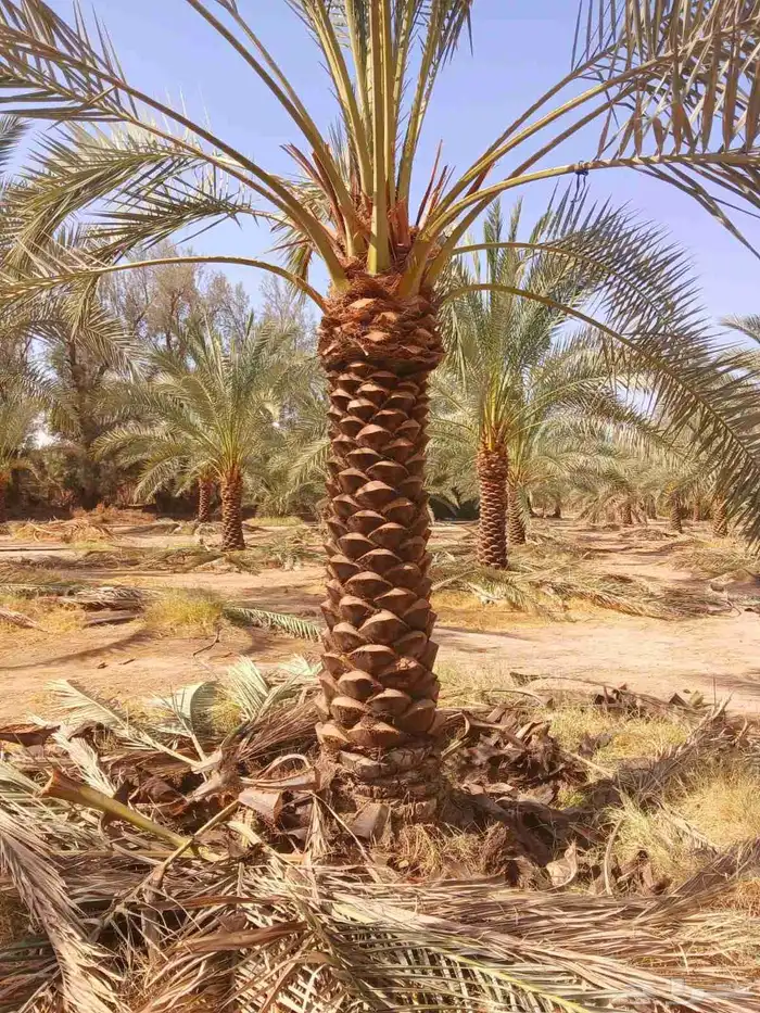 نخل مثمر نقايل نخل واشنطني اخلاص سكري برحي صقعي شيشي هلالي 4