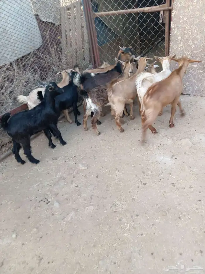 12من العرس اسمان ونظاف وصحاح متناصف 3