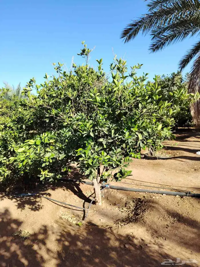 يوجد لدينا زيتون سحب حجم طلب ازبون 4