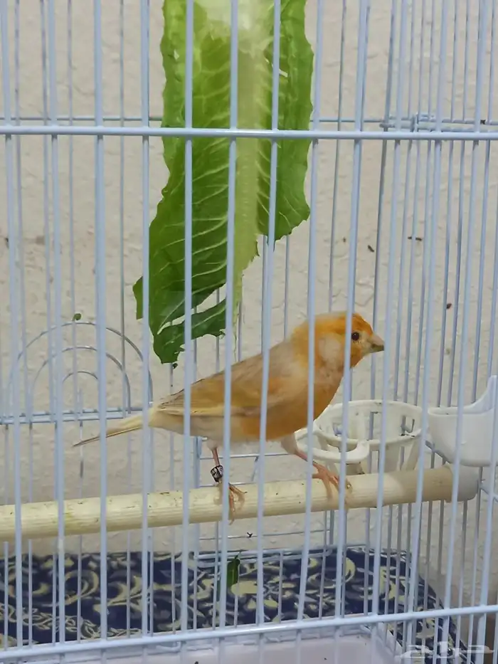 ذكر كناري ستانيت سوري تغريد 2