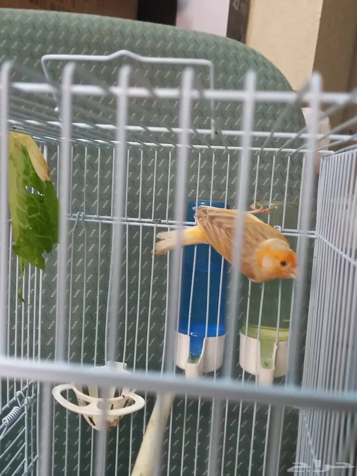 ذكر كناري ستانيت سوري تغريد 8