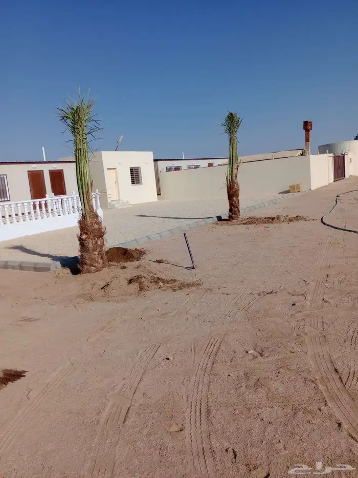 نخل للبيع جميع الأنواع متوفره وجميع المقاسات 6