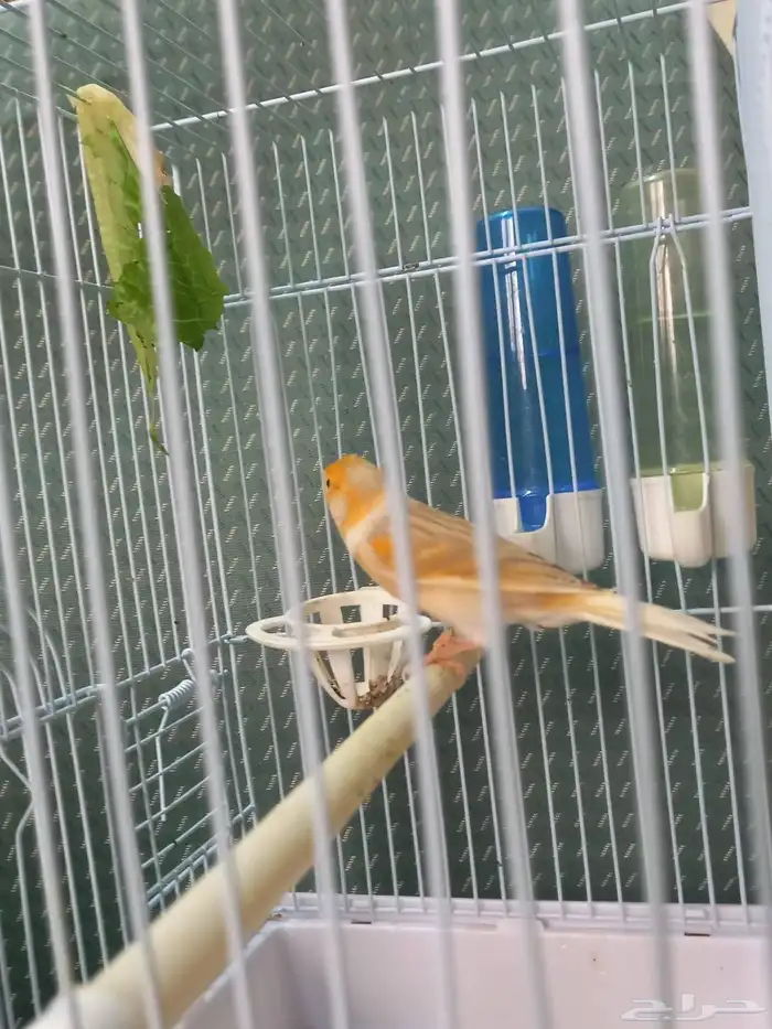 ذكر كناري ستانيت سوري تغريد 9