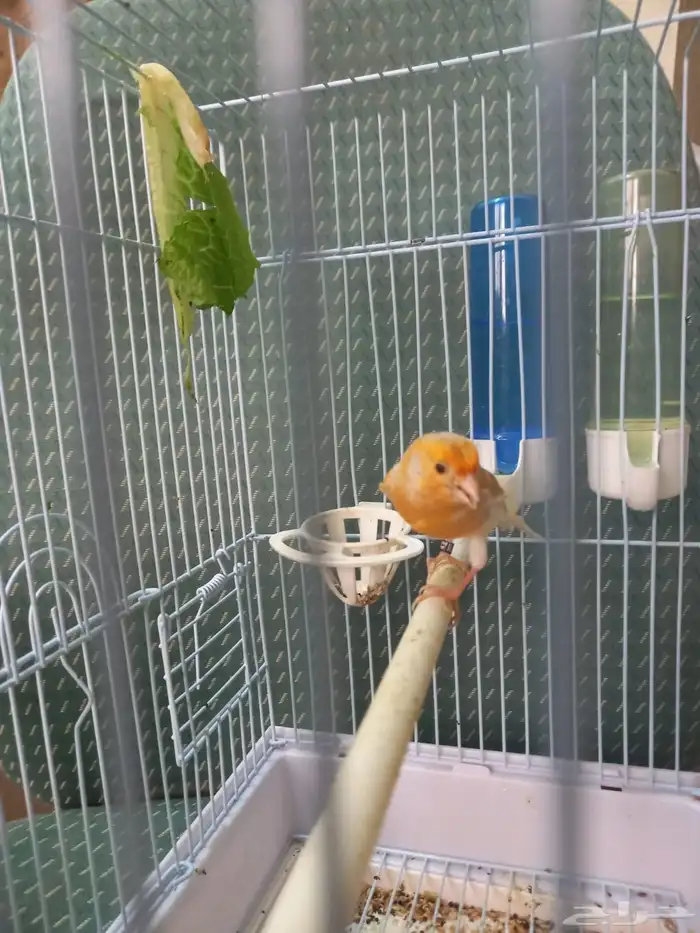 ذكر كناري ستانيت سوري تغريد 7