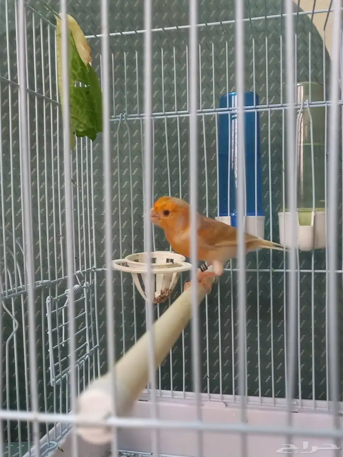 ذكر كناري ستانيت سوري تغريد 4