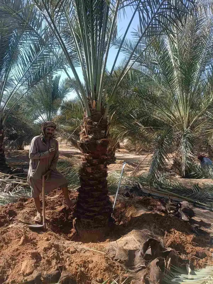 يوجد لدينا توريد جميع انواع شبوك ونخل شينكو 3