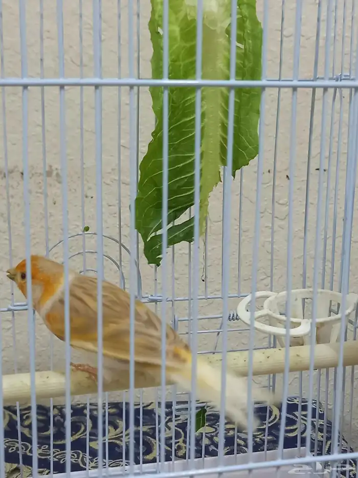 ذكر كناري ستانيت سوري تغريد 3