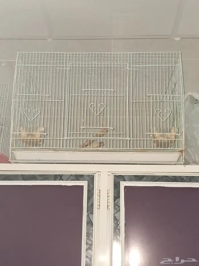 اقفاص طيور 2