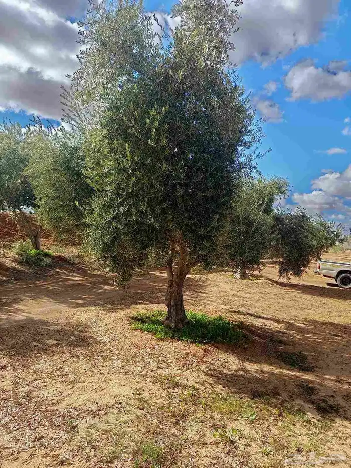 نخيل.واشنطنيا زينه امريكي 6