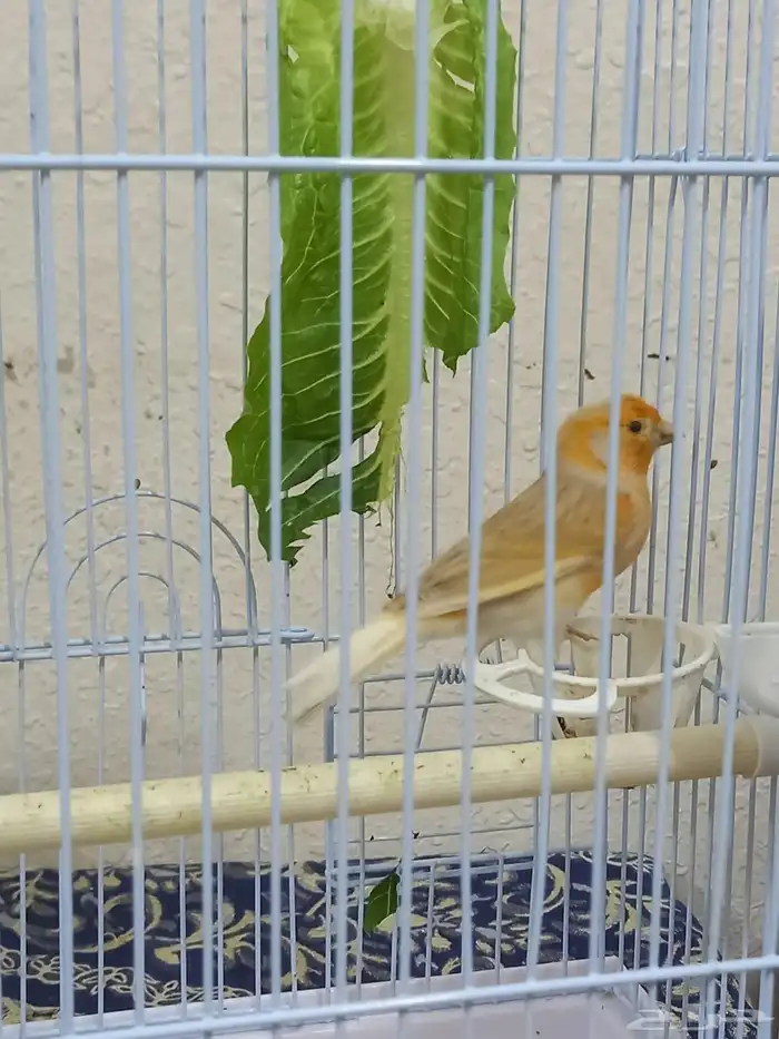 ذكر كناري ستانيت سوري تغريد 6