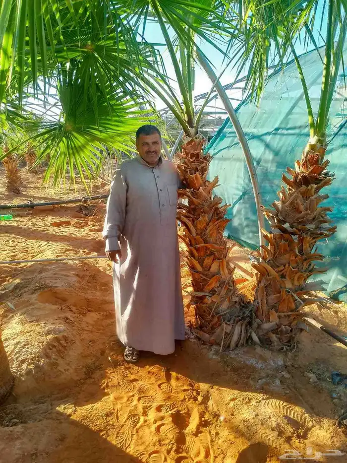 يوجد لدينا نخل للبيع 2