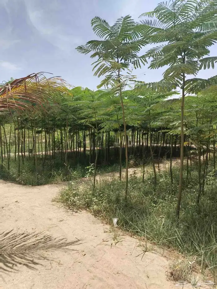 متوفر نخل للبيع بجده 7