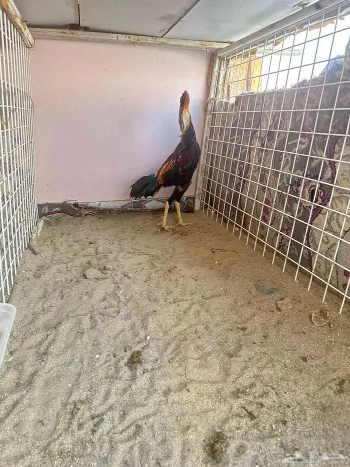 ديك شامو ياباني 4