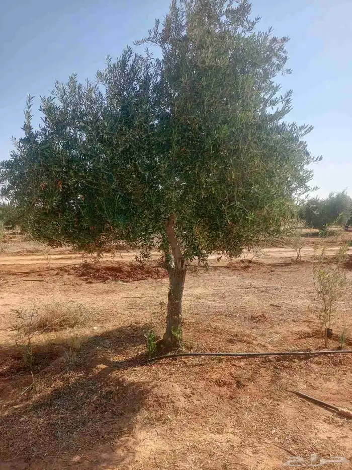 يوجد لدينا زيتون سحب حجم طلب ازبون 2