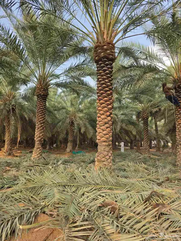 بيع وشراء النخيل 8