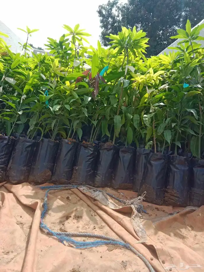 انوع الشتلات منجا 6