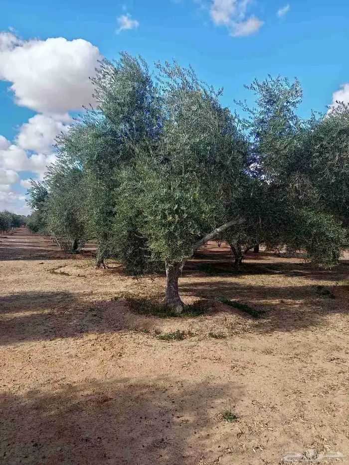 نخيل.واشنطنيا زينه امريكي 9