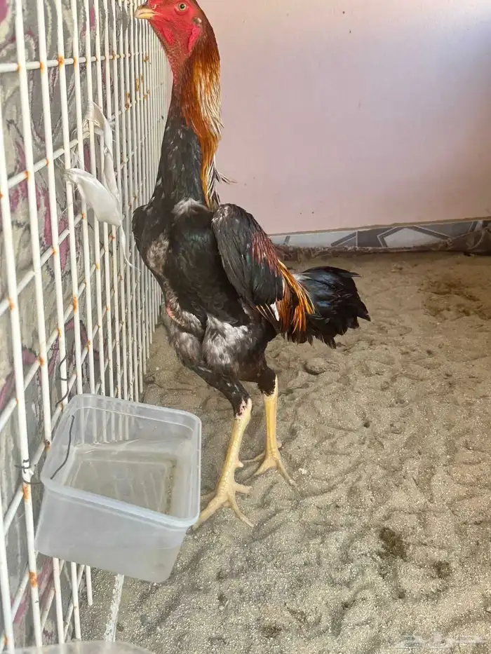 ديك شامو ياباني 2