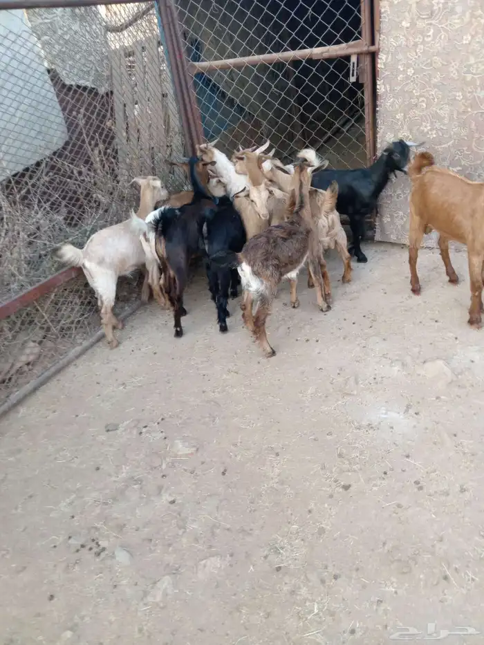 12من العرس اسمان ونظاف وصحاح متناصف 1