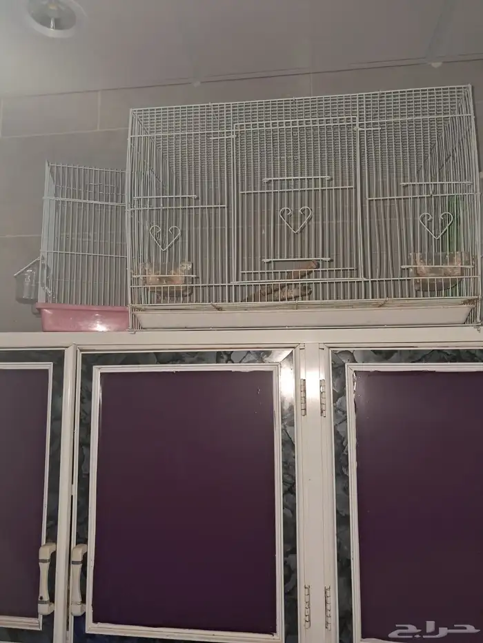 اقفاص طيور 1