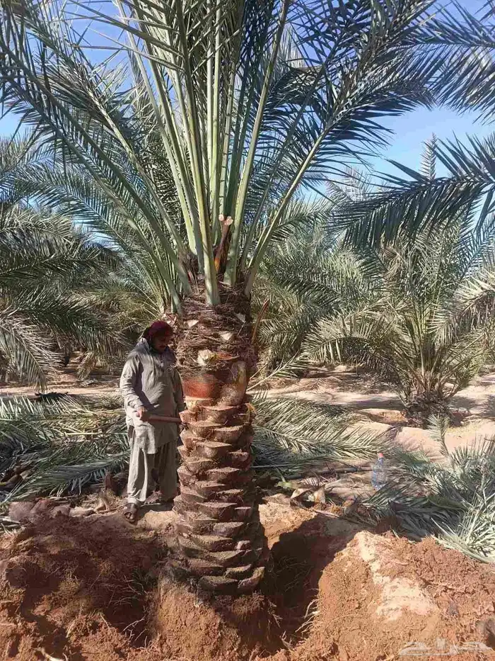 يوجد لدينا توريد جميع انواع شبوك ونخل شينكو 2