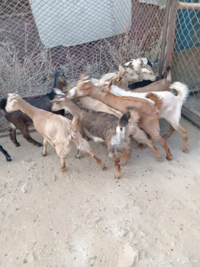 12من العرس اسمان ونظاف وصحاح متناصف 0