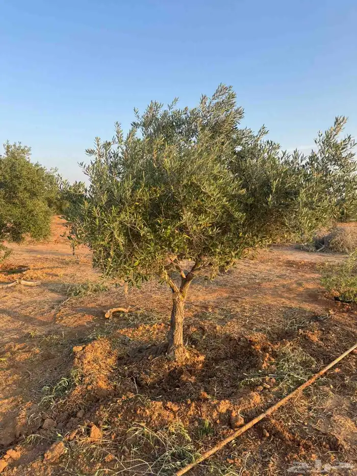 يوجد لدينا زيتون سحب حجم طلب ازبون 0