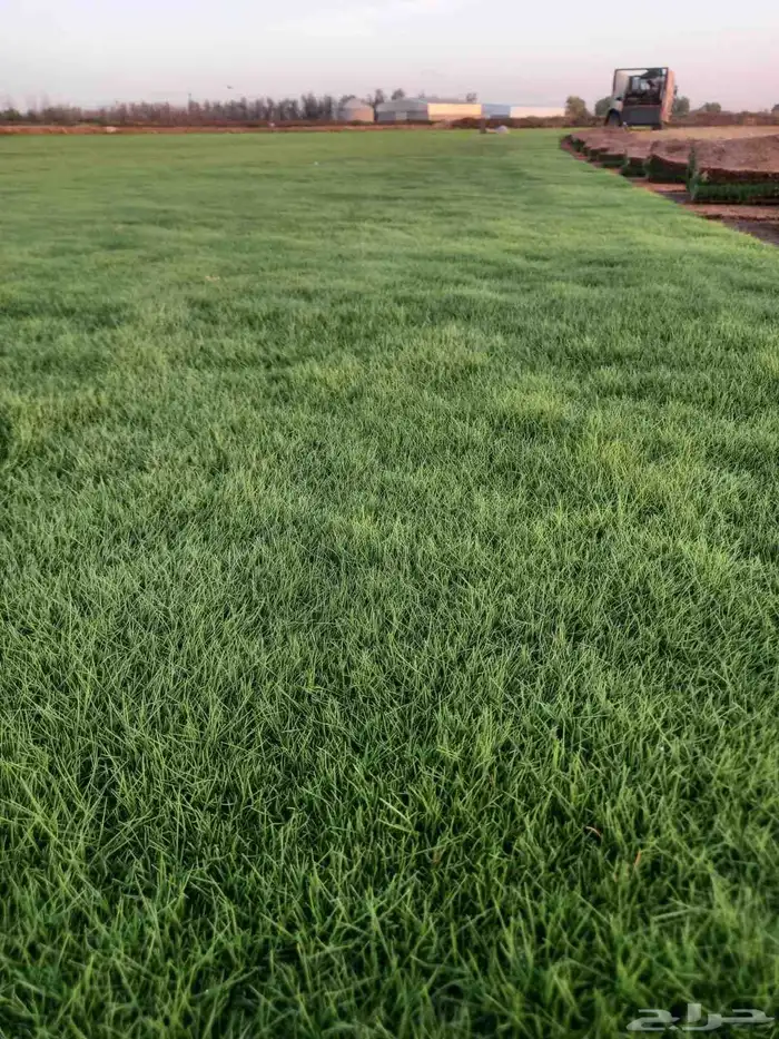 ثيل طبيعي سي 2000 درجه اولى صافي ونقي على الشرط شكل جمالي وخ 0