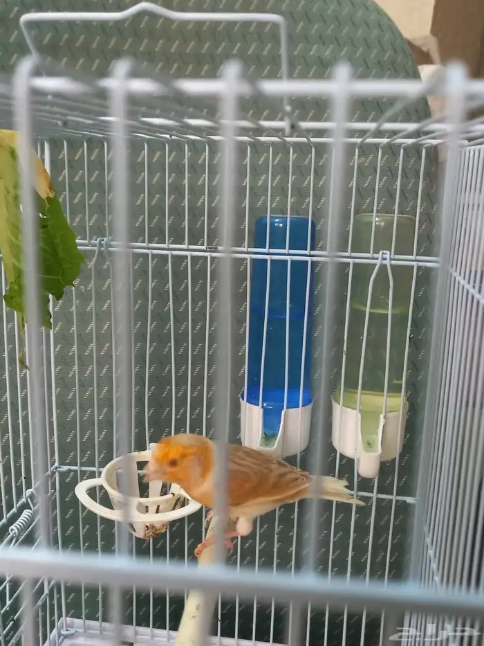 ذكر كناري ستانيت سوري تغريد 10