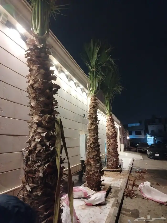 متوفر نخل للبيع بجده 5