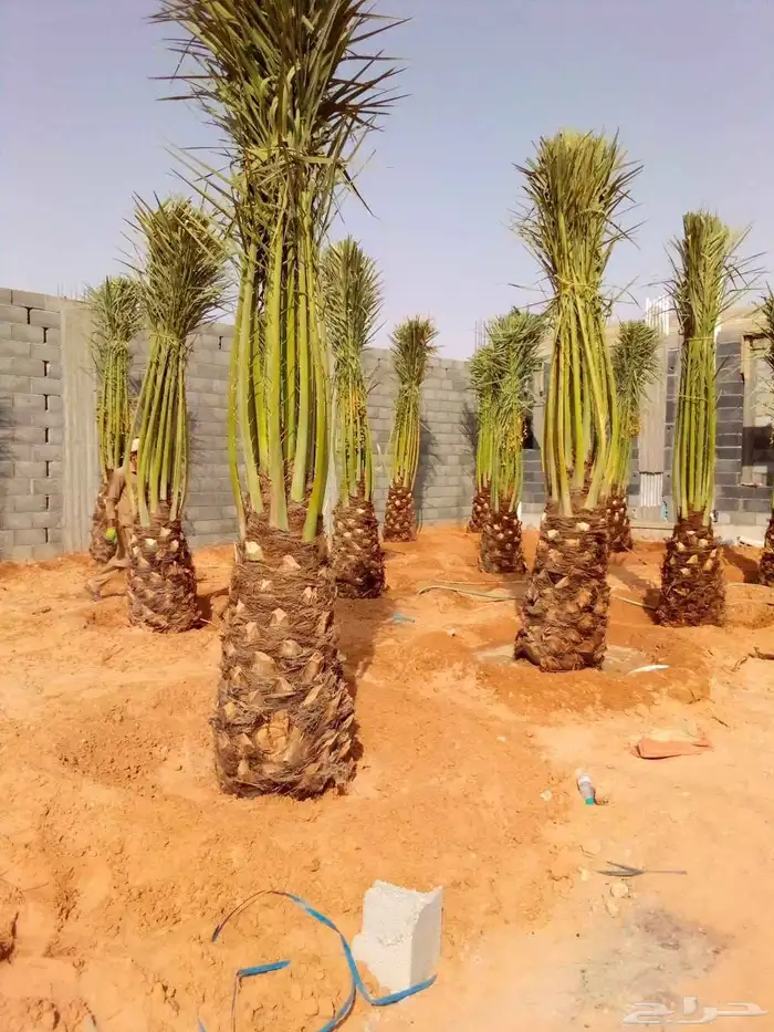 نخل مثمر للبيع خلاص صقعي سكري برحي مجدول شيشي نخيل غر ونان 0