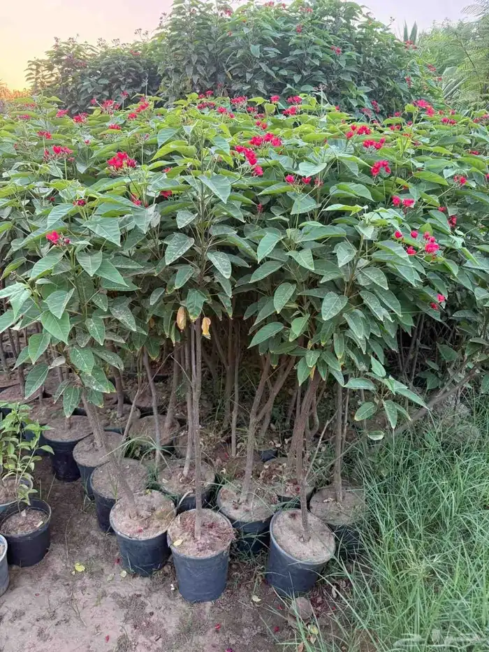 مشتل الجموم الجميع انواع اشجار الجملة 1