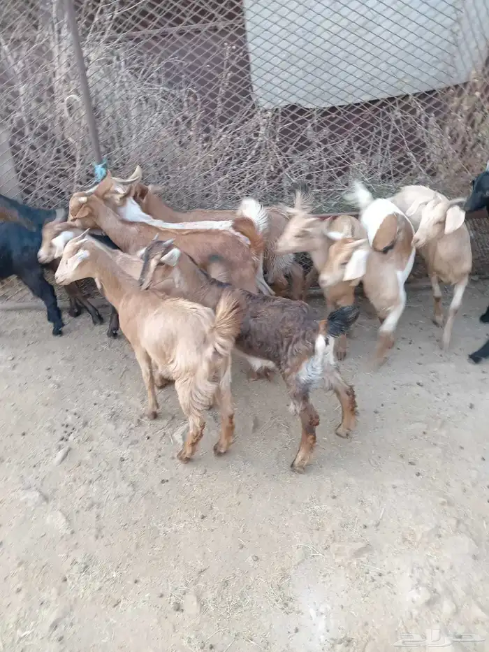 12من العرس اسمان ونظاف وصحاح متناصف 2