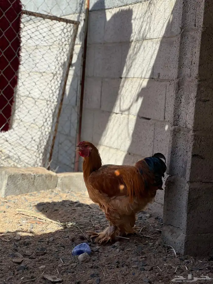 للبيع ديك براهما 1