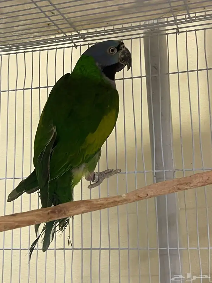 انثي دره دربيان منتجه للبيع 2