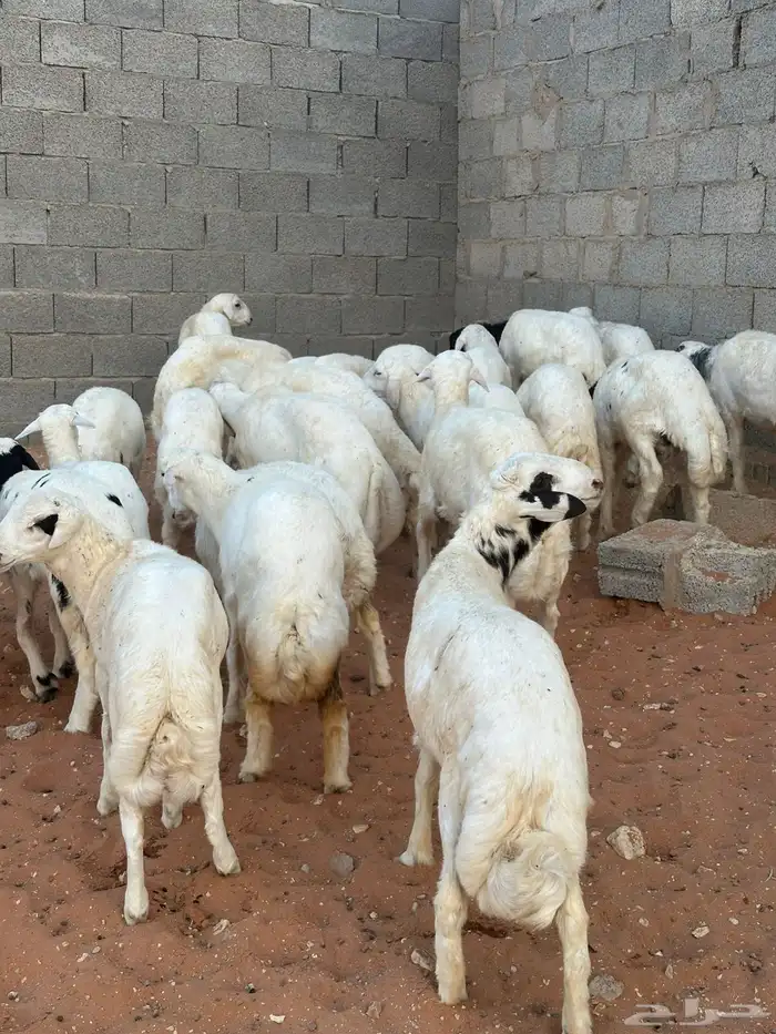 طليان للبيع 4