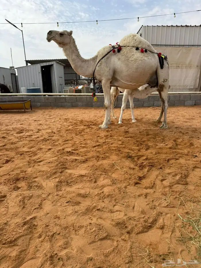 خلفه منيحه طيبه وهديه 3