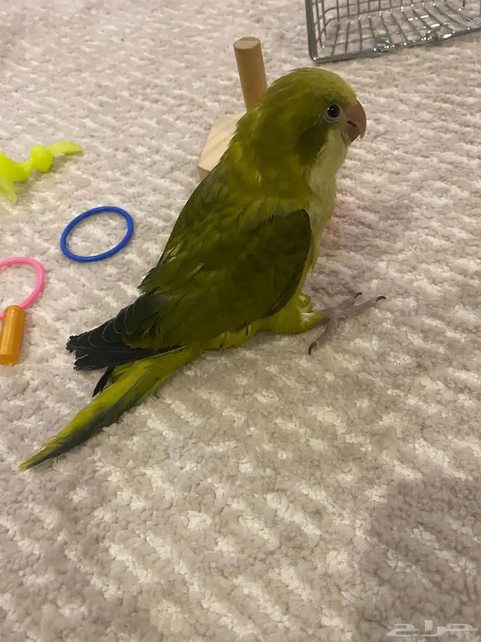 فرخ كويكر زيتي 2