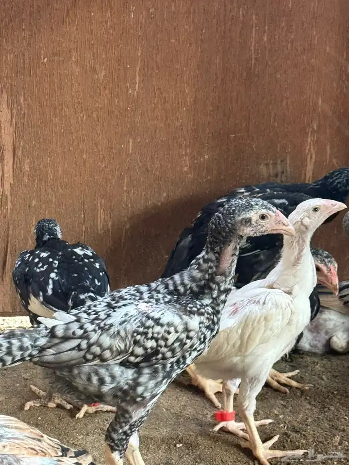 فروخ شامو الماني دم هزاز 1