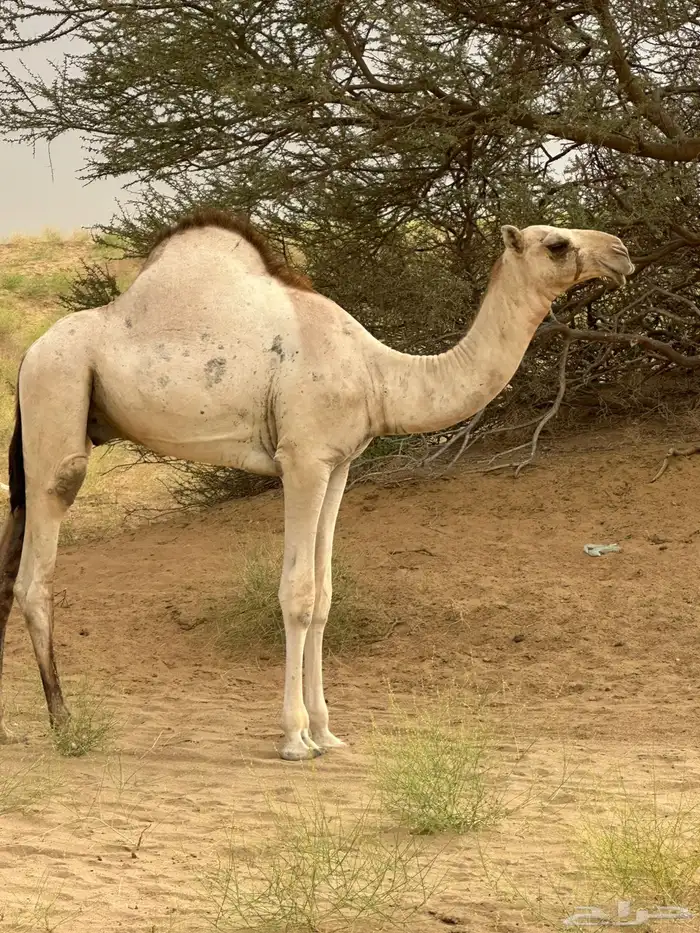 قعود اركي للبيع 2