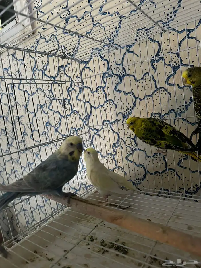 طيور بادجي العدد 8 الوان مختلفه (تمم البيع) 2