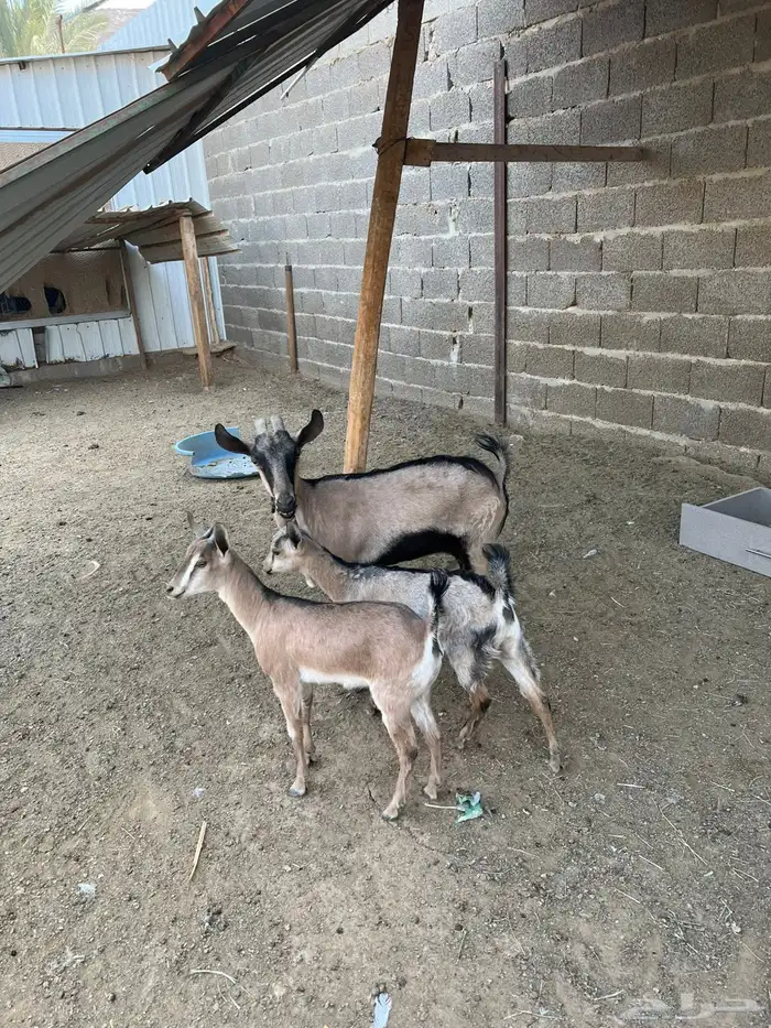 عنز بنت وعل معها جفرتين كبار 0