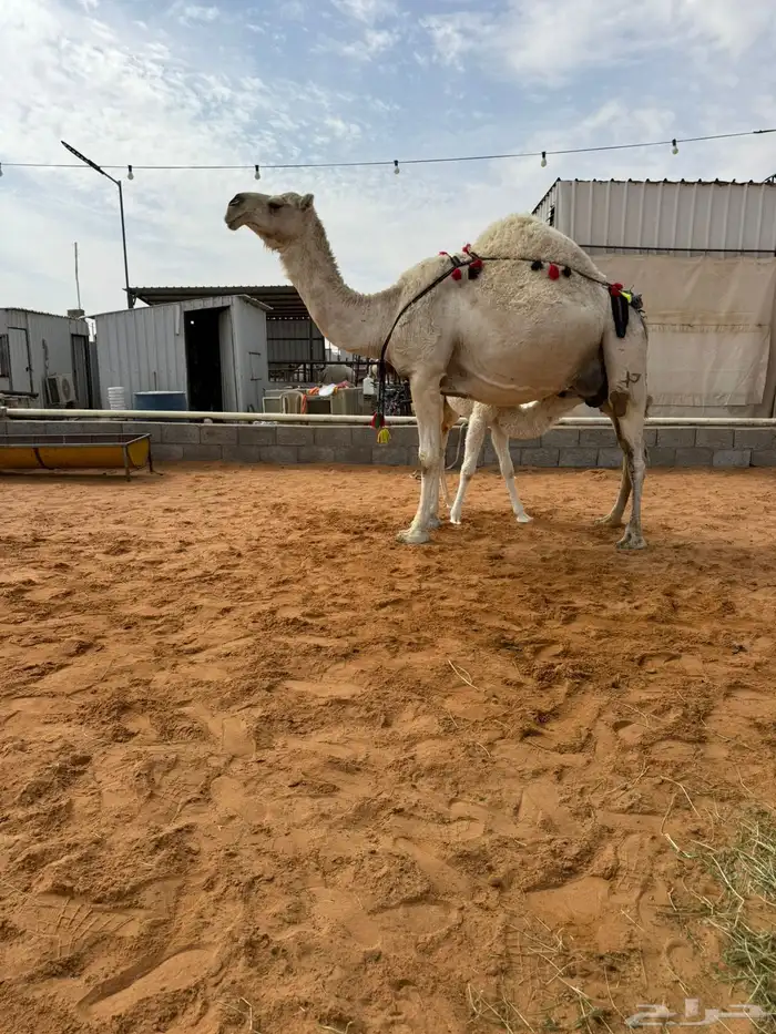 خلفه منيحه طيبه وهديه 2