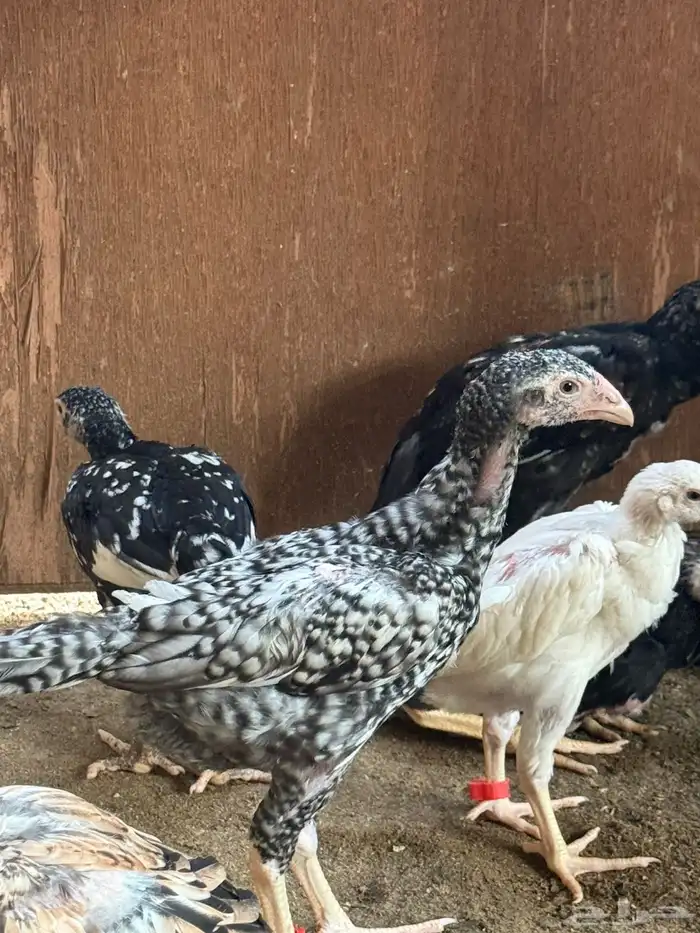 فروخ شامو الماني دم هزاز 0