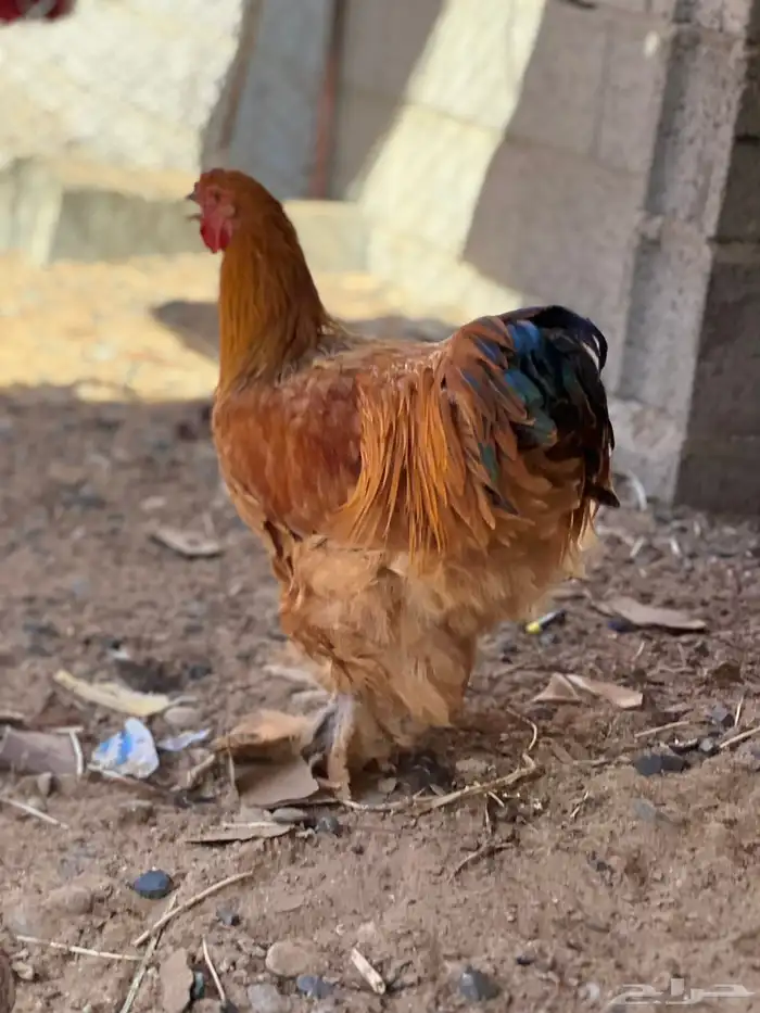 للبيع ديك براهما 0