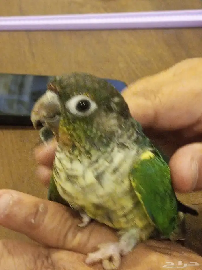 فرخ كنيور تركواز اليف ووليف وهدد للبيع 2